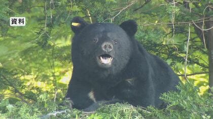 【（・(ｪ)・）】クマが米と漬物食い荒らす　岩手の民家　住民の70代男性と玄関で鉢合わせ、窓ガラス割る